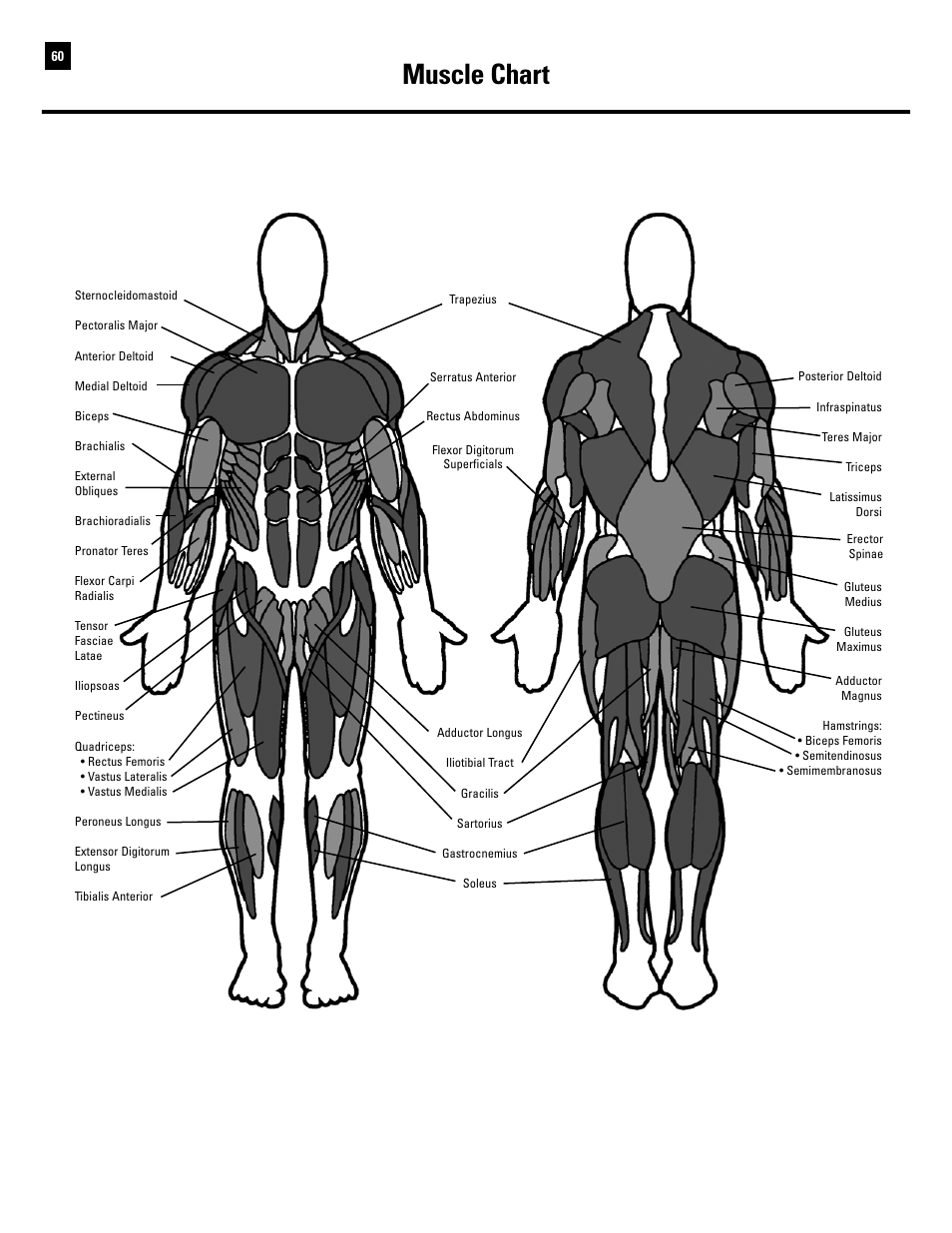 Muscle chart | Bowflex Ultimate 2 User Manual | Page 62 / 88