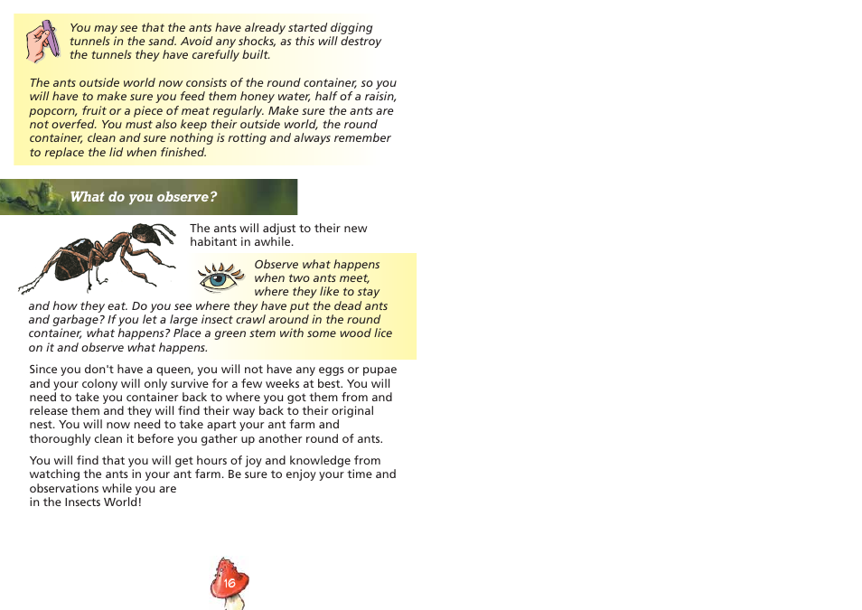 Elenco Insect Exploring Kit User Manual | Page 10 / 10