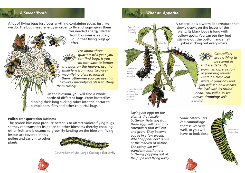 Elenco Insect Exploring Kit User Manual | Page 5 / 10