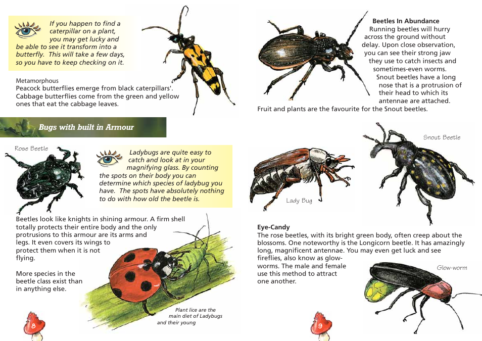 Elenco Insect Exploring Kit User Manual | Page 6 / 10