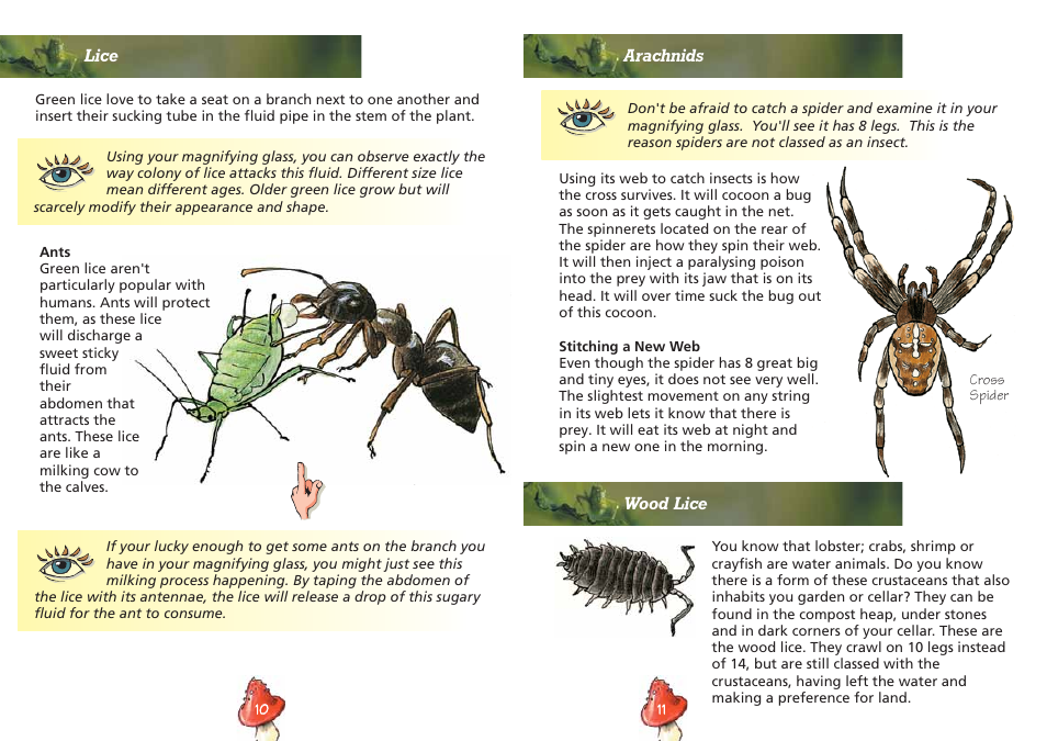 Elenco Insect Exploring Kit User Manual | Page 7 / 10