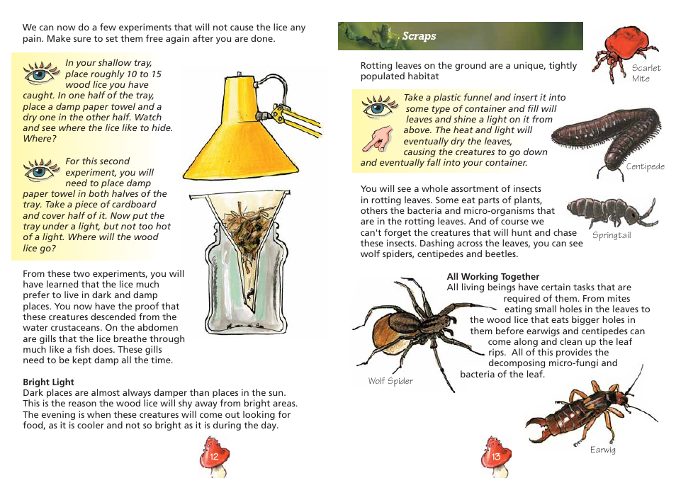 Elenco Insect Exploring Kit User Manual | Page 8 / 10