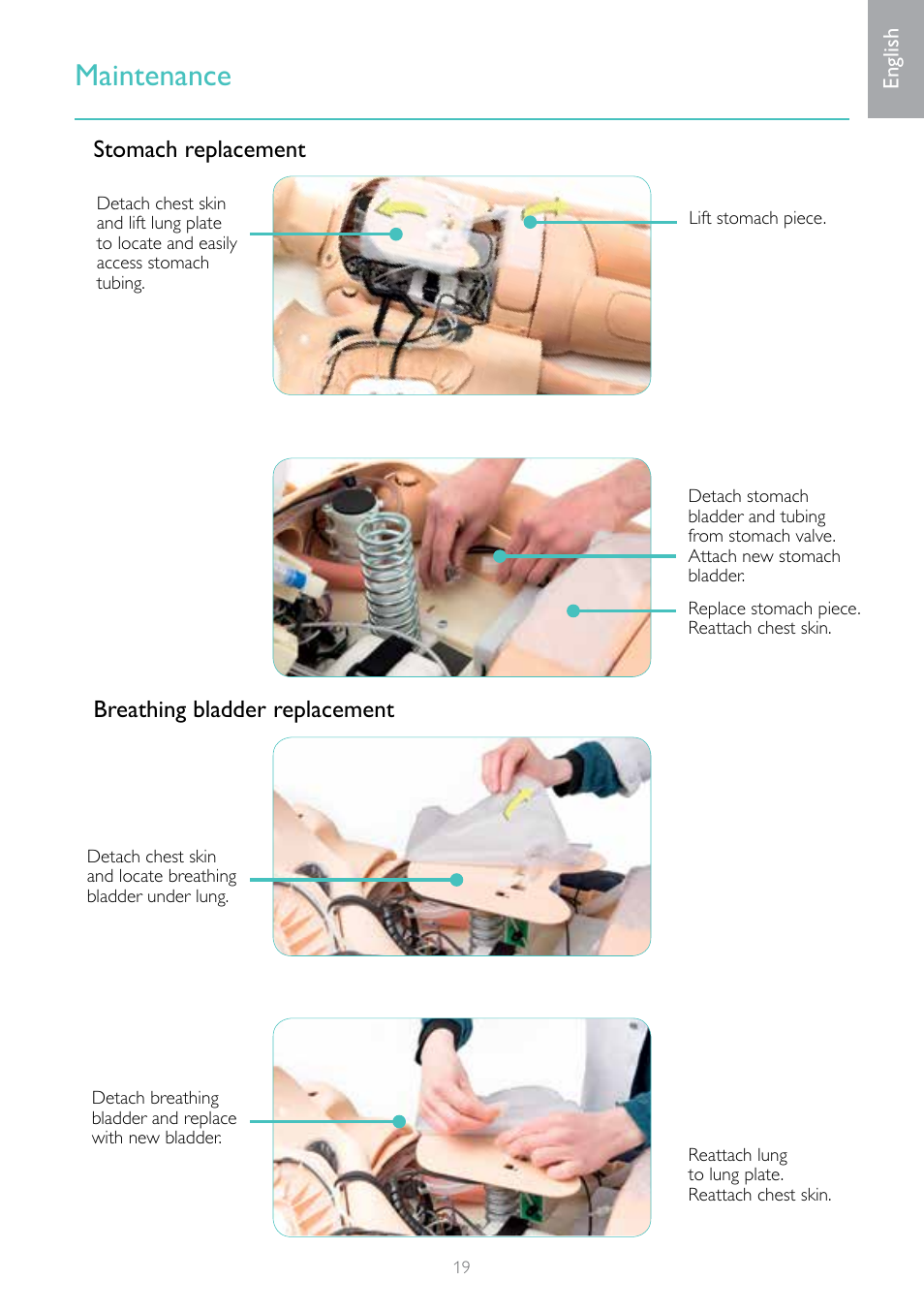 Maintenance, Stomach replacement breathing bladder replacement | Laerdal Resusci Anne Simulator User Manual | Page 19 / 104