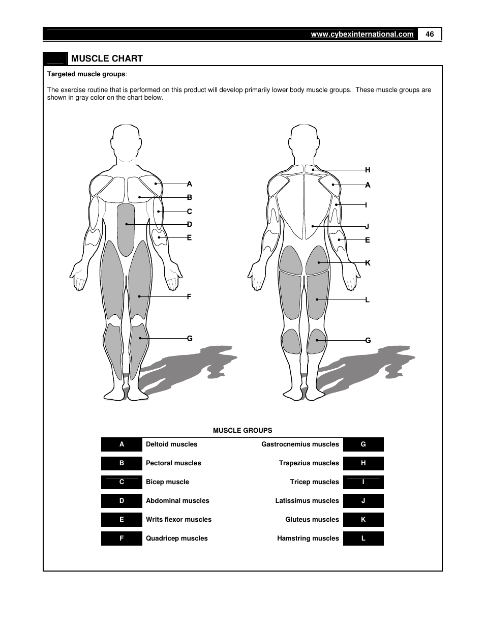 Muscle chart | Cybex 360A Arc Trainer User Manual | Page 46 / 48