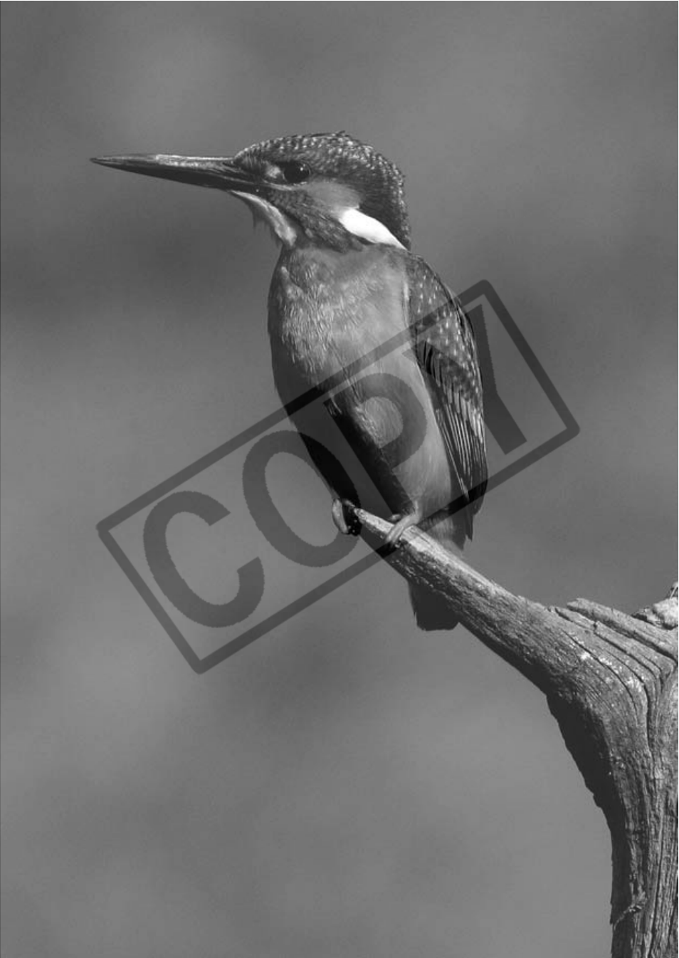 Canon EOS Rebel XTI User Manual | Page 126 / 180