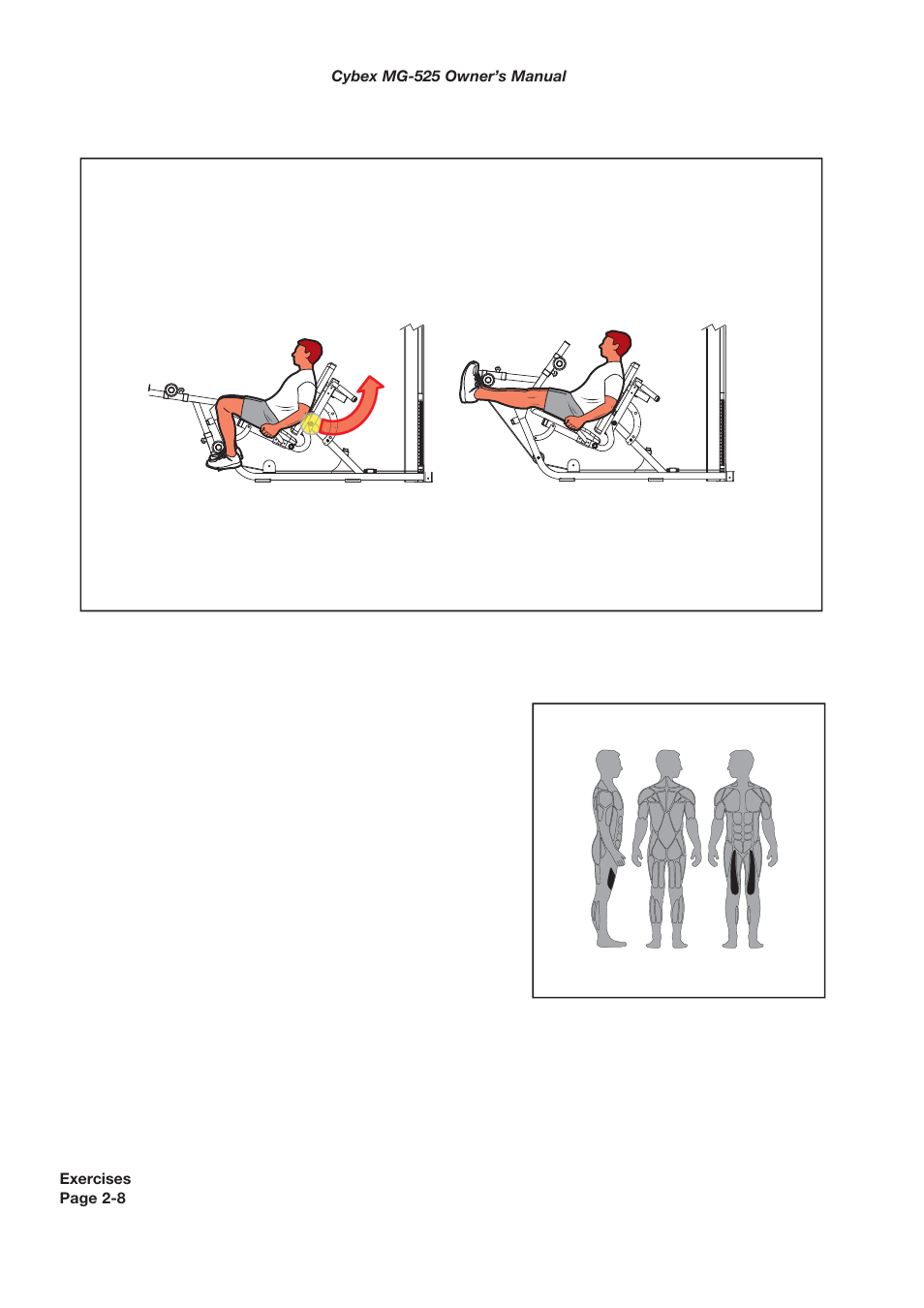 Muscles used, Leg extension | Cybex MG 525 User Manual | Page 22 / 78