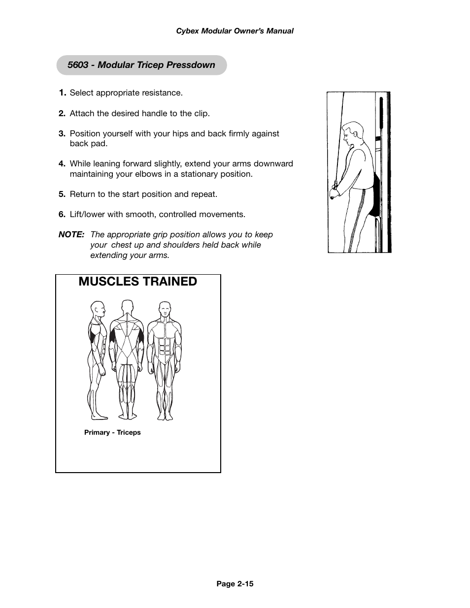 Muscles trained | Cybex 55620H Modular User Manual | Page 39 / 190