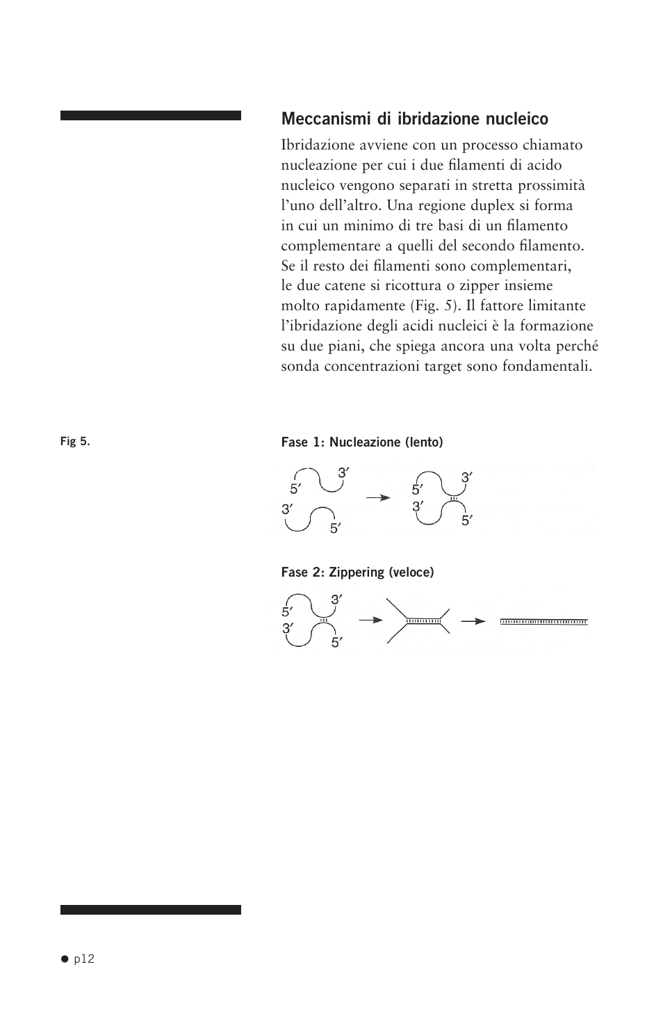 Hoefer HB1000 User Manual | Page 21 / 31