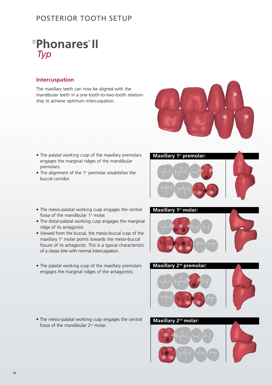 Posterior tooth setup, Intercuspation | Ivoclar Vivadent SR Phonares II User Manual | Page 20 / 40