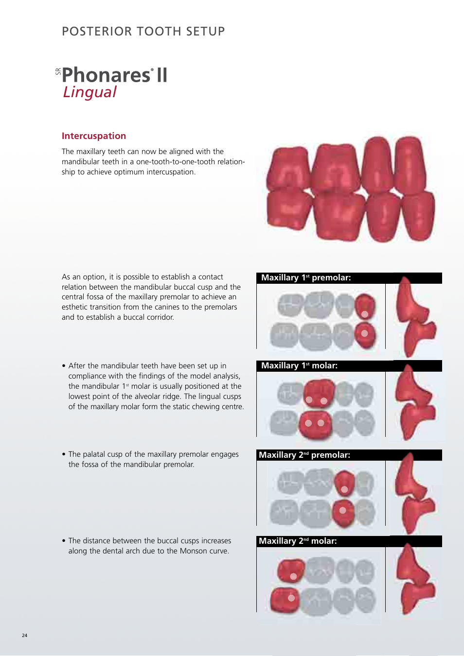 Lingual, Posterior tooth setup | Ivoclar Vivadent SR Phonares II User Manual | Page 24 / 40