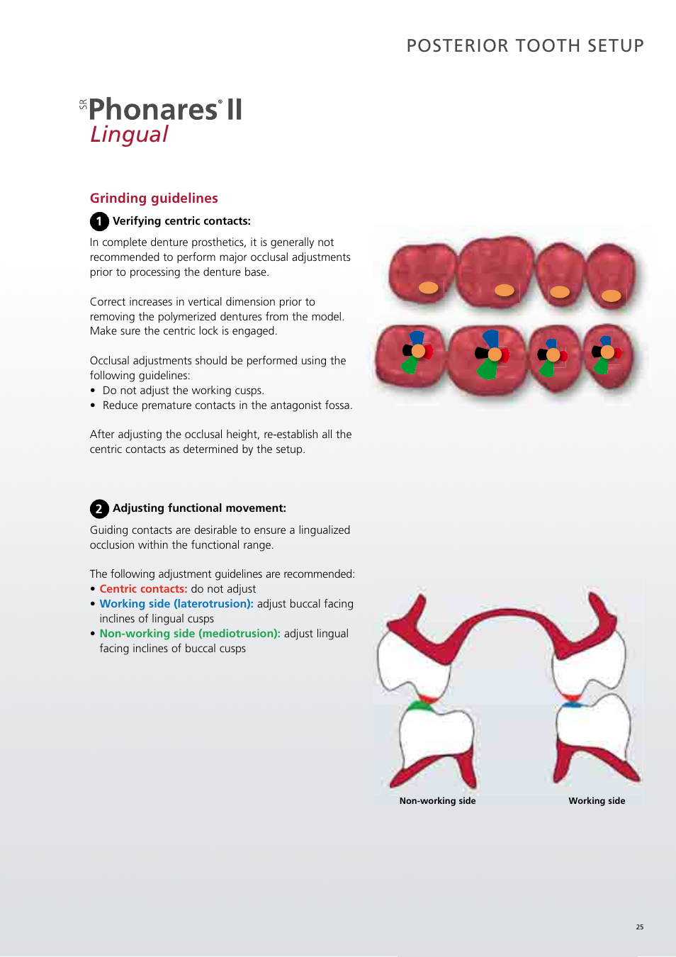 Lingual, Posterior tooth setup | Ivoclar Vivadent SR Phonares II User Manual | Page 25 / 40