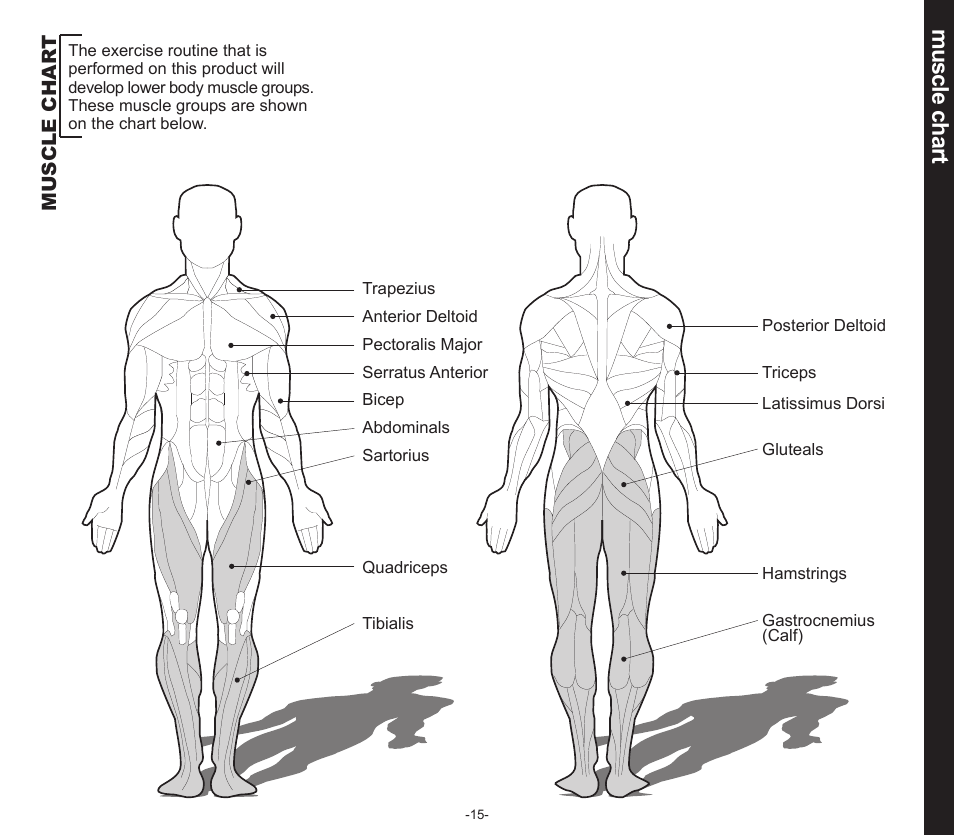 Muscle chart | Evo Fitness SEDONA 50553 User Manual | Page 15 / 20