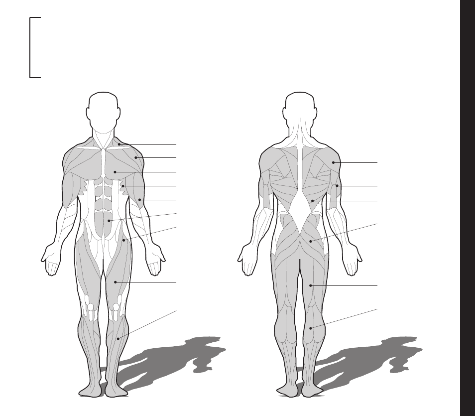 Muscle chart | Evo Fitness 53553 User Manual | Page 23 / 28