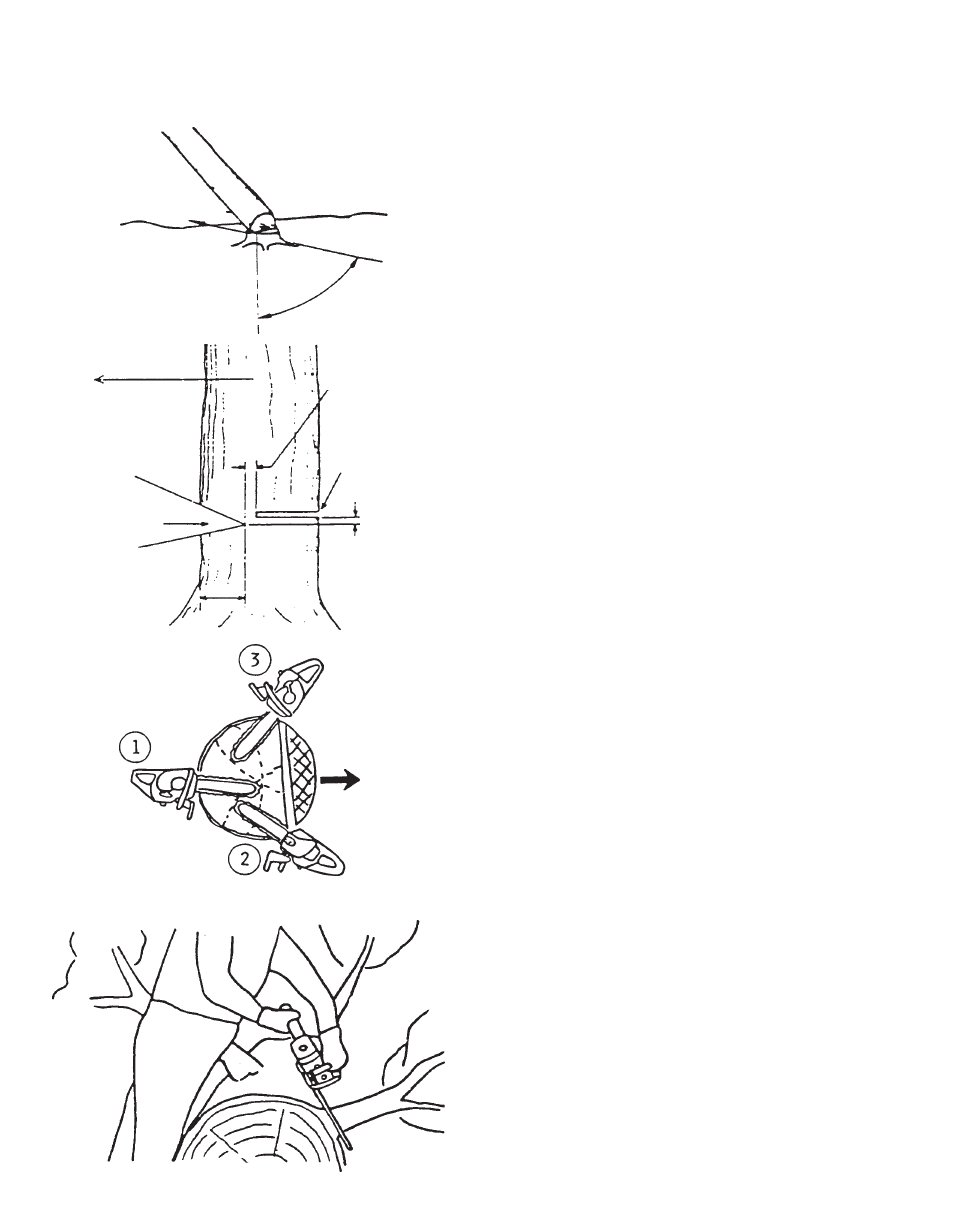 Felling a tree, Limbing | Echo CS-300 User Manual | Page 12 / 24